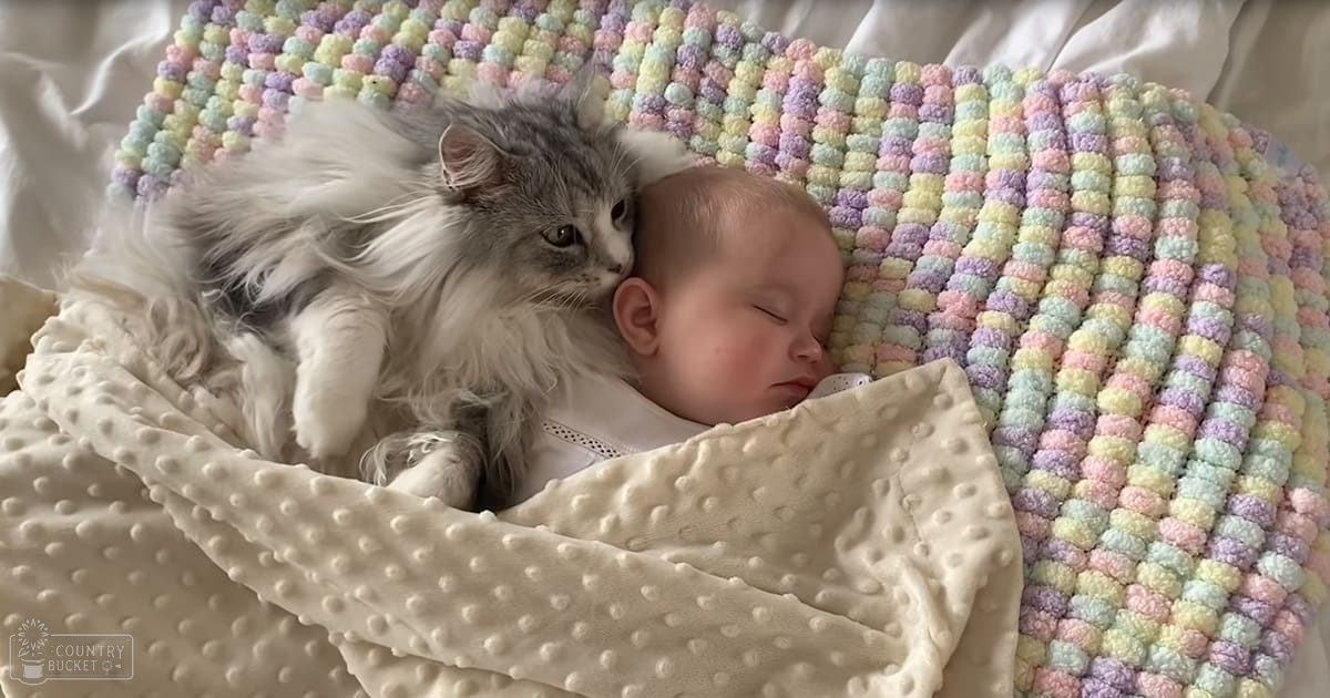 An infant in a white onesie sleeps peacefully with a long-haired cat on a soft pastel crocheted blanket under natural daylight.