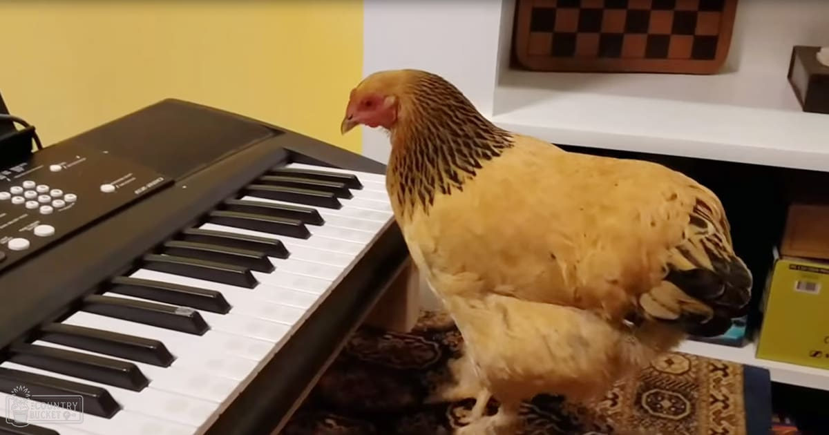 A chicken with yellow feathers and black markings around its neck in a home setting, surrounded by household items like a keyboard and a chessboard.