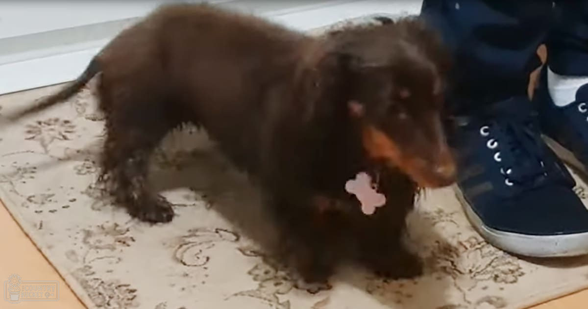 A small Dachshund puppy with dark brown coat, sitting on a patterned rug indoors.
