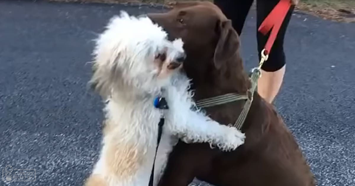 Two adult dogs interacting on paved outdoor area with some grass and dirt patches; light brown markings on one dog suggest possible Labrador Retriever breed