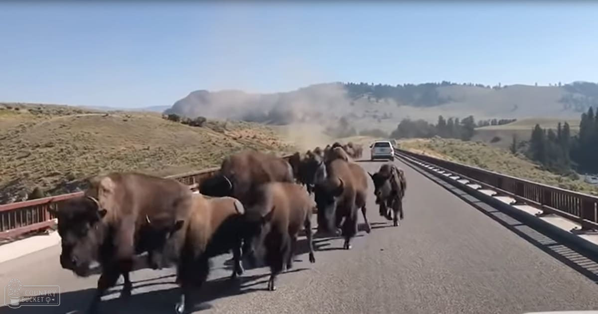 A herd of adult bison with dark brown coats crossing a bridge in Yellowstone National Park on a clear summer day under bright sunlight.