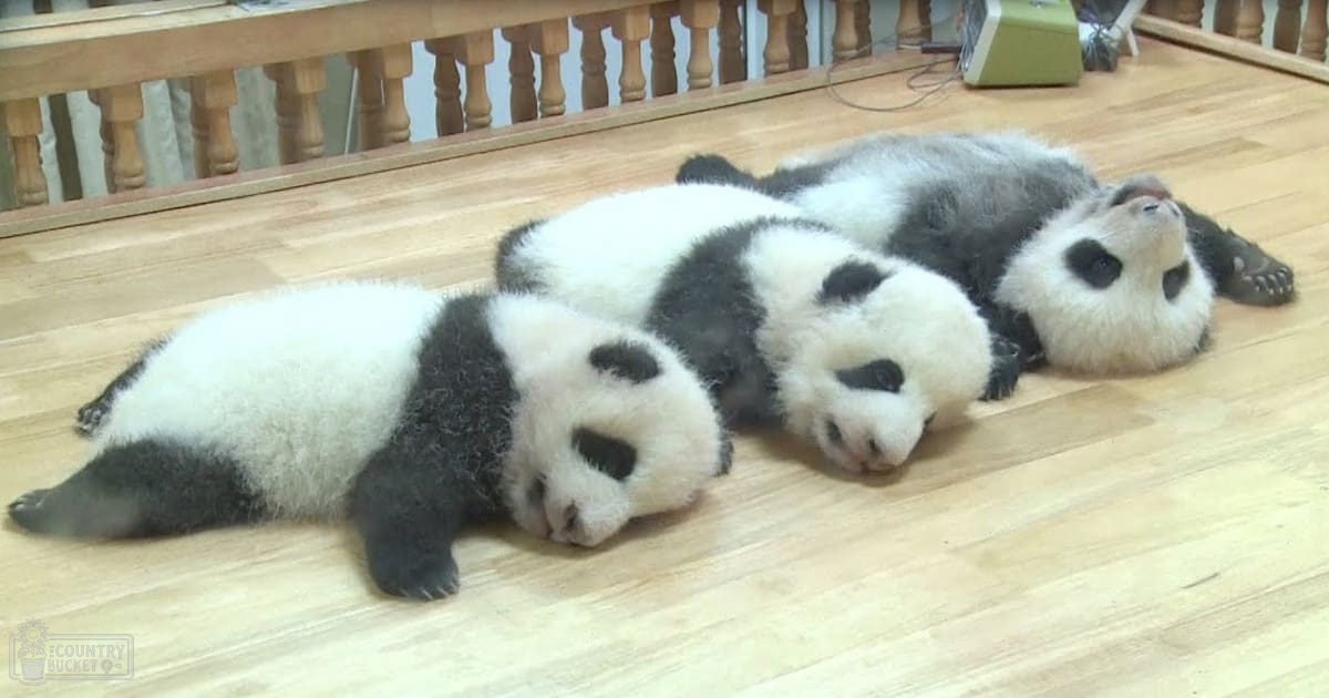 Three juvenile giant pandas with distinctive black and white fur indoors, artificial lighting.