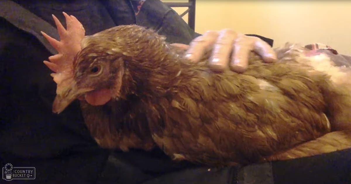 A close-up of an adult chicken with brown feathers and white markings, set against a dark indoor background. The scene is indoors under artificial light.
