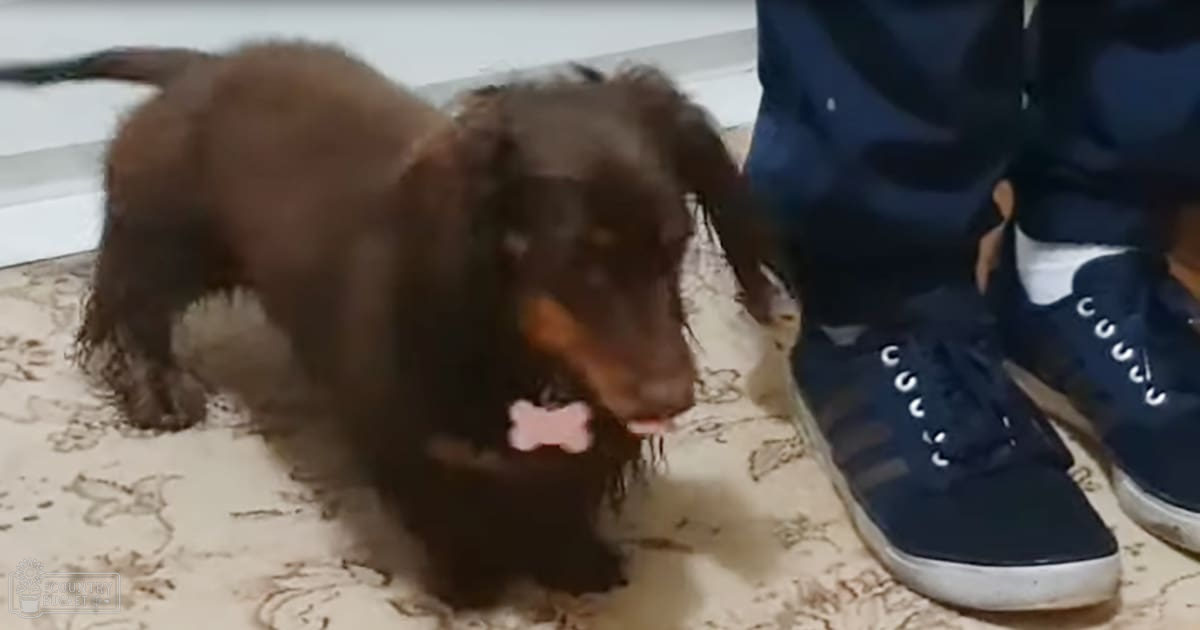 A dachshund puppy with a brown coat and long fur stands indoors in natural daylight. A pink bone-shaped tag is attached to its collar, and part of a white wall and baseboard trim are visible in the background.