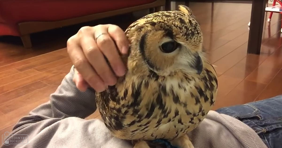 Adult male wearing a gray checkered shirt and blue jeans, surrounded by indoor furniture with red sofa and wooden flooring, Barred Owl resting in the background during daytime.