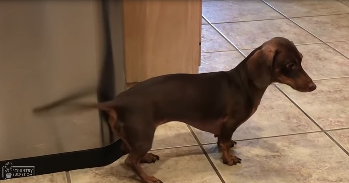 A smooth brown dachshund with short legs and a long body, indoors in a home setting with artificial lighting.