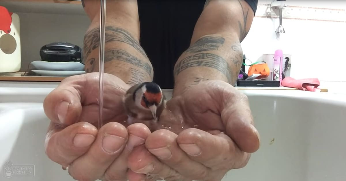 An adult with tattoos holding a small finch bird indoors, surrounded by kitchen items during daytime.