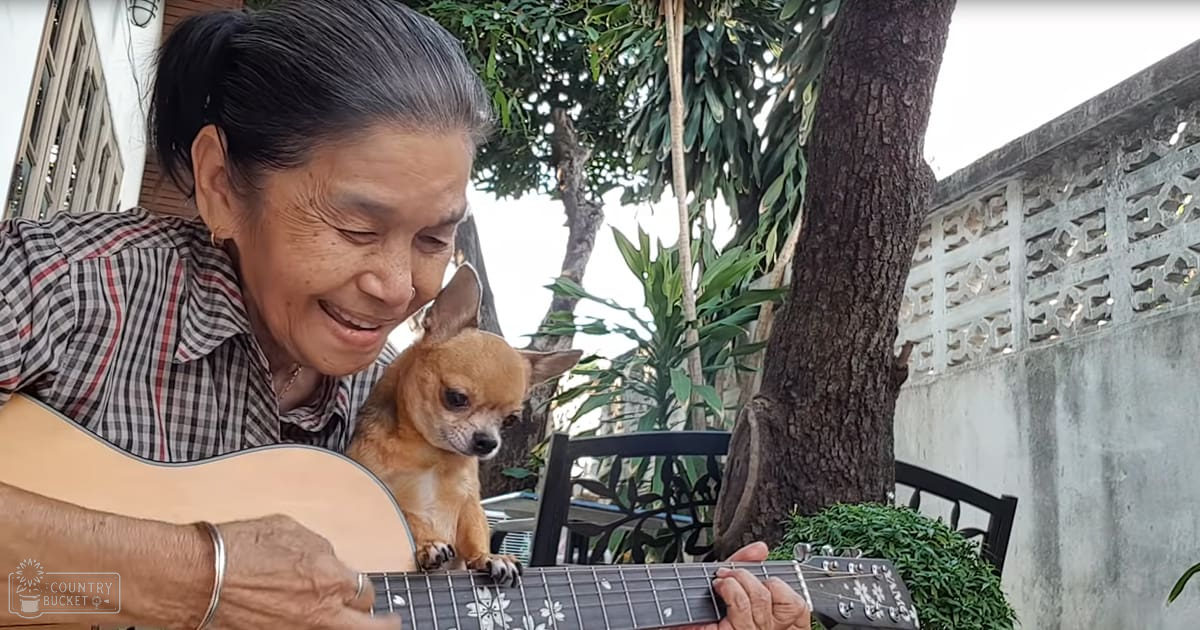 An older adult female playing guitar with a Chihuahua on an outdoor patio at dusk, surrounded by greenery and a decorative concrete wall.