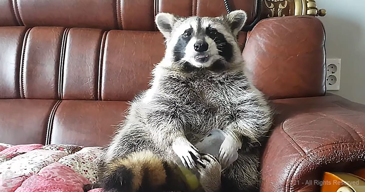 An adult raccoon with black and white fur in a living room setting, surrounded by brown leather furniture and floral-patterned decor