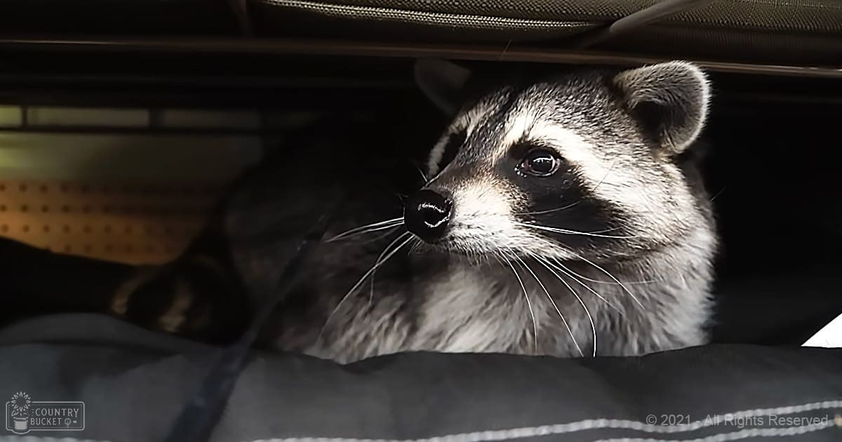 A raccoon with grayish-brown fur, black markings around its eyes and nose, and white whiskers inside a vehicle.