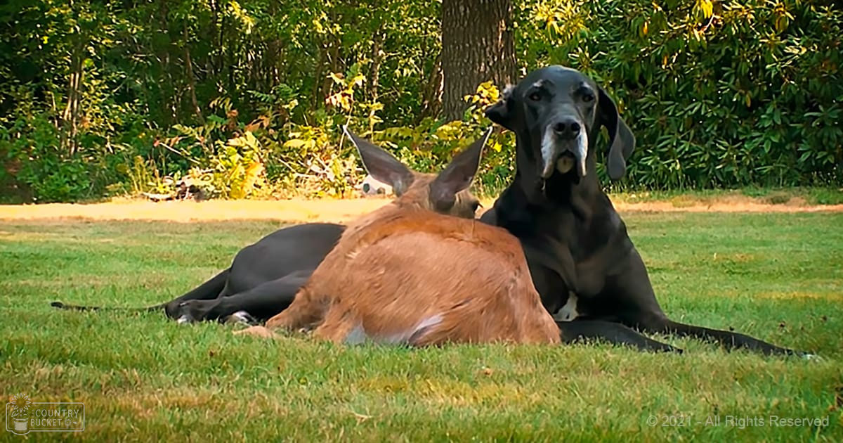 A Great Dane dog and a juvenile deer resting in a lush green grassy area surrounded by trees.