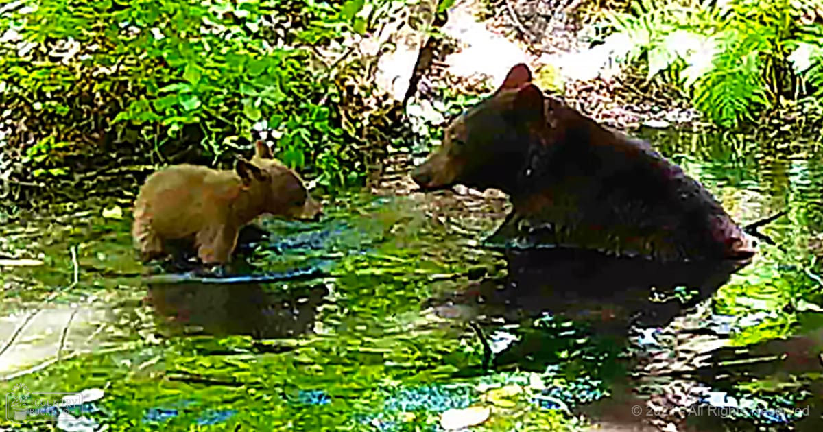 A brown bear with its cub standing amidst lush greenery near a reflective body of water under bright sunlight.