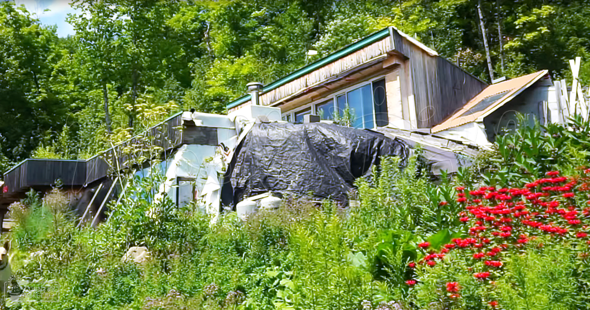 A rural scene with a house with a green roof and wooden siding surrounded by lush vegetation and blooming red flowers.