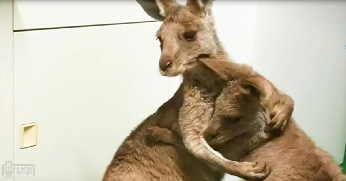 A brown kangaroo stands indoors against a white wall with horizontal lines, likely indicating panels or door frames.