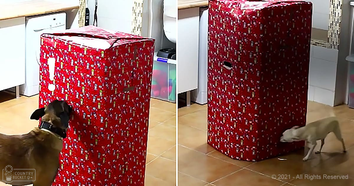 A brown and black Pug-like dog interacts with a large red gift box, surrounded by household items indoors under natural daylight.