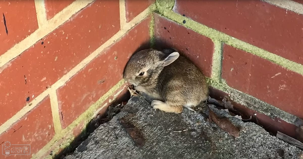 A young wild rabbit with brown fur and white face markings sits on a concrete surface near a brick wall in an outdoor setting.