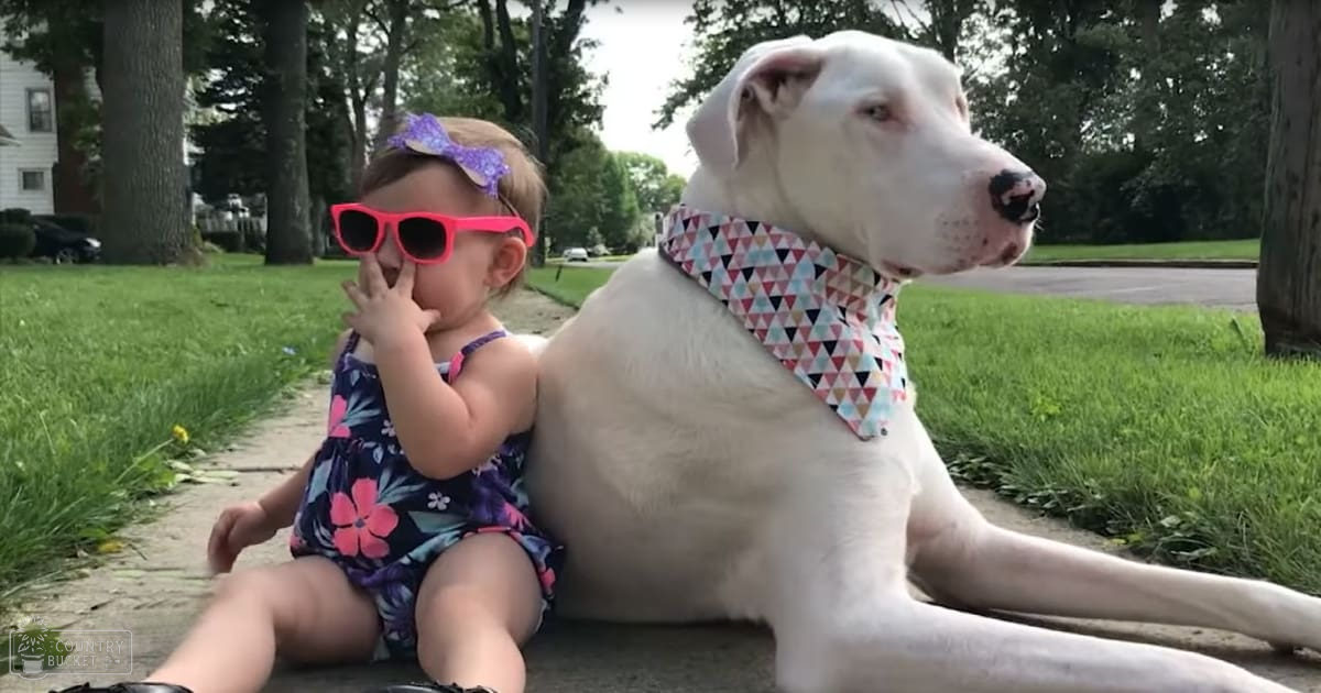 A toddler wearing a dark floral romper with pink and purple flowers, holding pink sunglasses and a purple bow in her hair, walking an adult dog with a white coat and a colorful bandana on its neck in a lush green residential area during spring or summer.