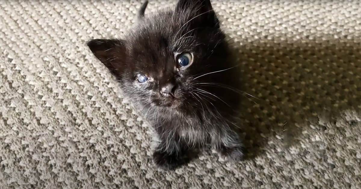 A young black kitten with blue eyes on a carpeted floor indoors under artificial evening light.