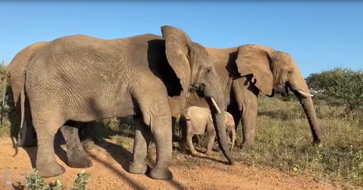 African bush elephants in a dry savanna with sparse vegetation and clear sky, likely midday.