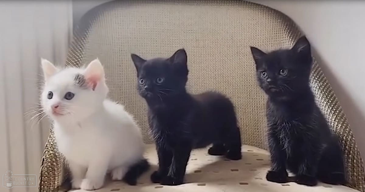 Three kittens with white and black markings sit on a beige chair in an indoor setting, possibly a living room.