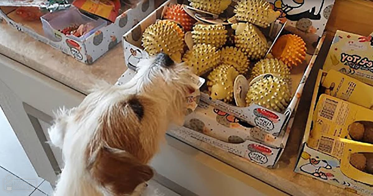 A curious medium-sized dog with brown and white fur sniffs spiky toys on display shelves in a pet store, surrounded by cardboard packaging and other pet-related items.