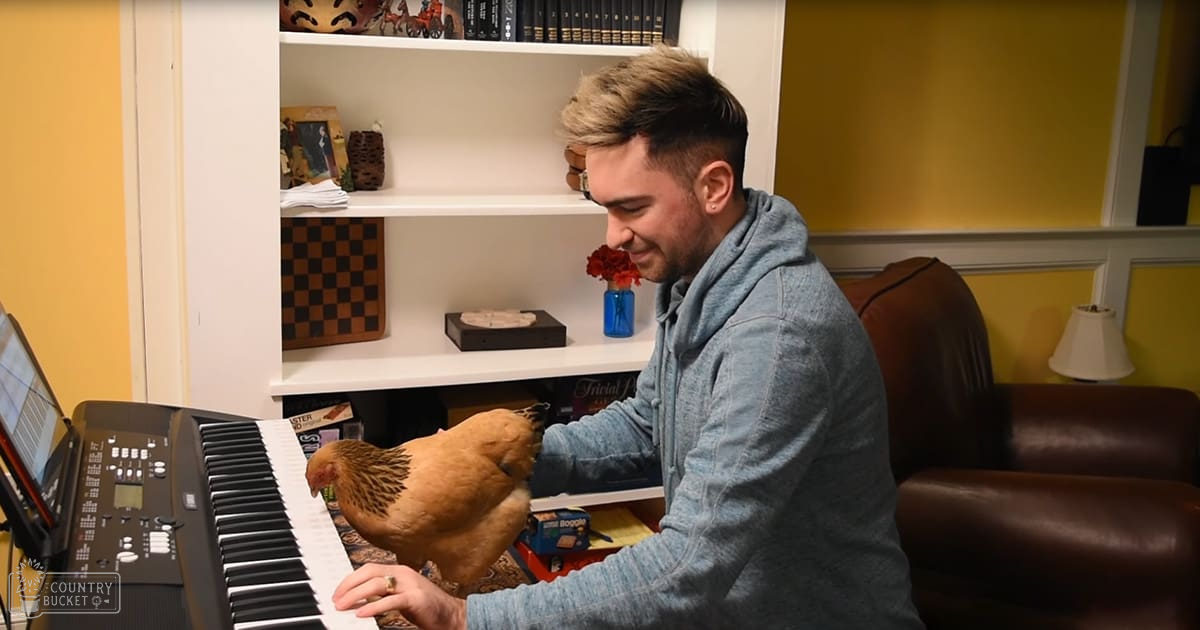 A Rhode Island Red chicken perched on a keyboard being played by an adult male in a home office or living room setting with white bookshelf, dark leather couch, and yellow walls.