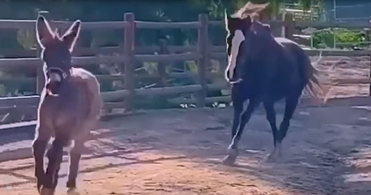 An adult donkey with a dark coat and white markings in an outdoor enclosure alongside a dark-colored horse with a white blaze down its face.