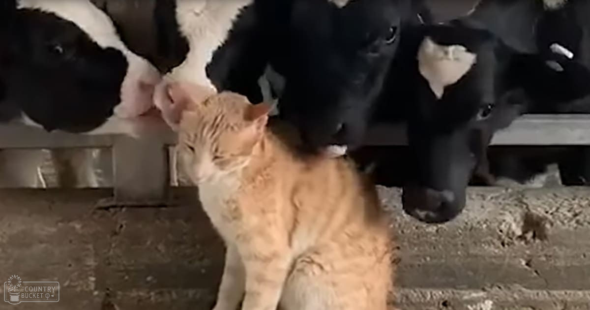 Tabby cat with orange and white fur in a barn setting with Holstein cows; likely spring or fall.