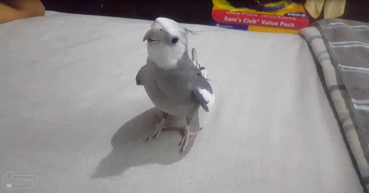 A juvenile white and gray parrot with a ring around its right leg, indoors, possibly in a home setting.