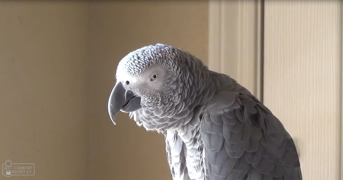 A grey parrot with a curved black beak indoors against a plain beige wall with vertical paneling, even lighting suggests daytime.