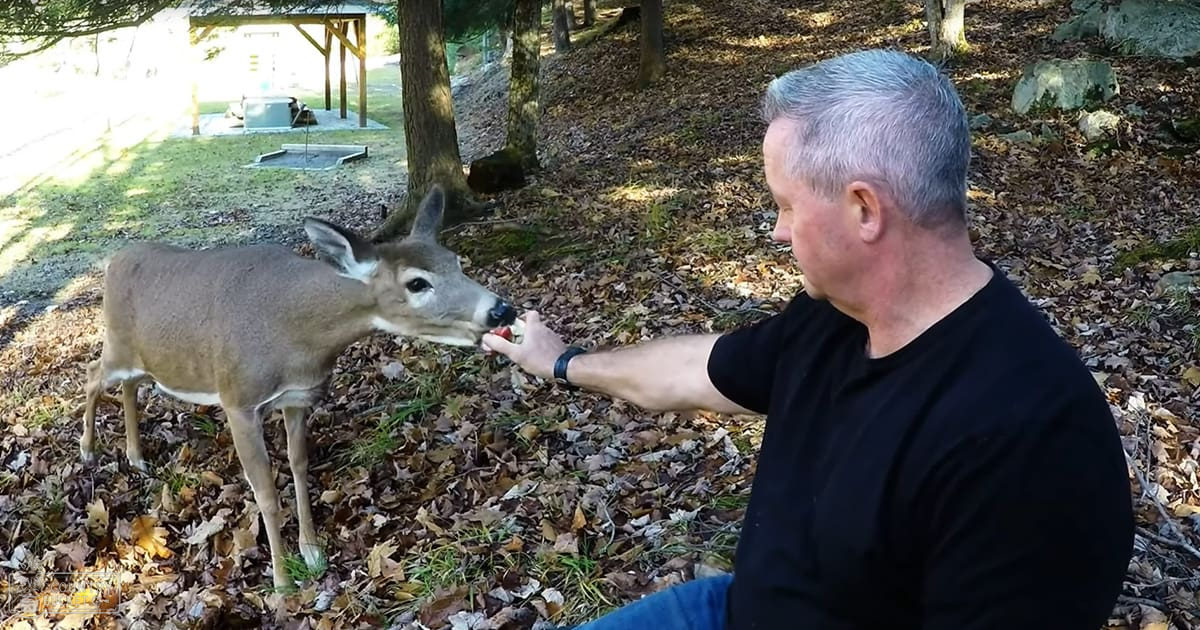 A middle-aged to older adult male wearing a black t-shirt and a wristwatch, feeding an adult white-tailed deer in a wooded area with fallen leaves on the ground during bright daylight.