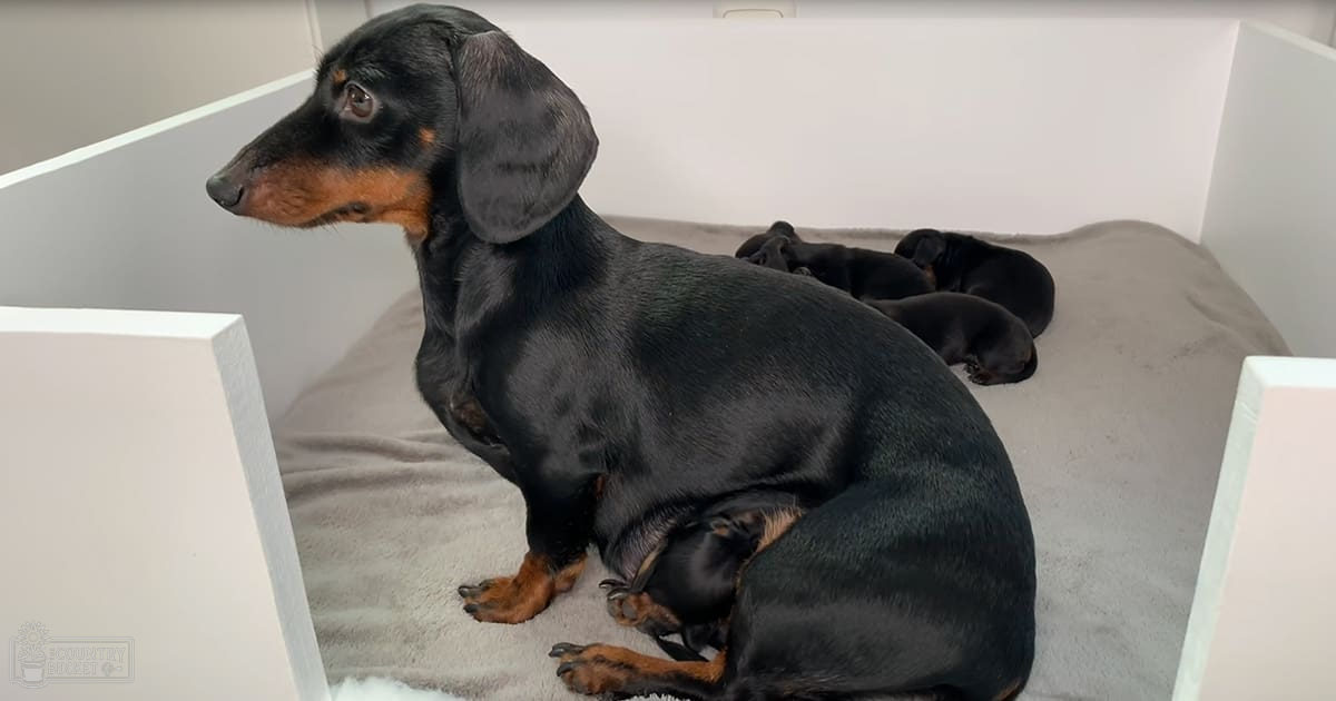 A black and tan adult dachshund with three small puppies, likely in a home setting indoors. The background suggests an indoor environment possibly used as a kennel or crate.