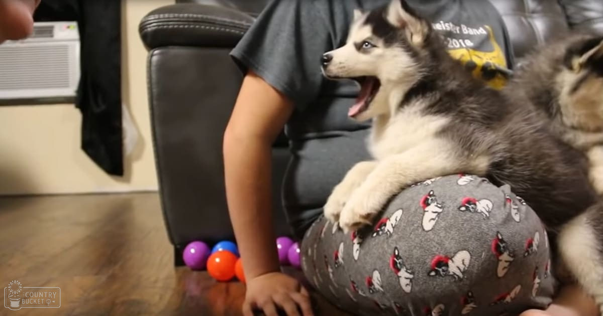 A husky dog with an adult female person indoors in a living room setting; the dog has black and white fur with some gray markings, while the person wears a dark gray T-shirt reading 'Meister Band 2018' and black leggings or pants.