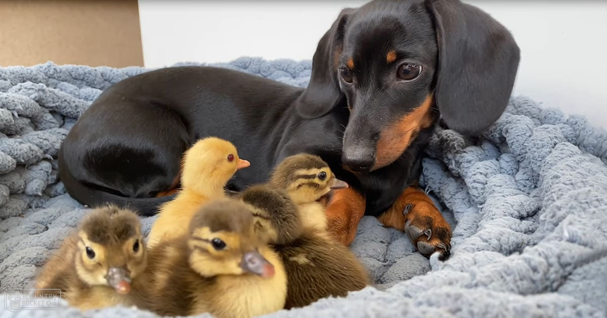 A black and tan Dachshund and four ducklings, including one yellow with an orange beak, two brownish-yellow with darker markings on their heads, and another mix of brown and yellow feathers, rest on a blue textured blanket indoors under artificial light.