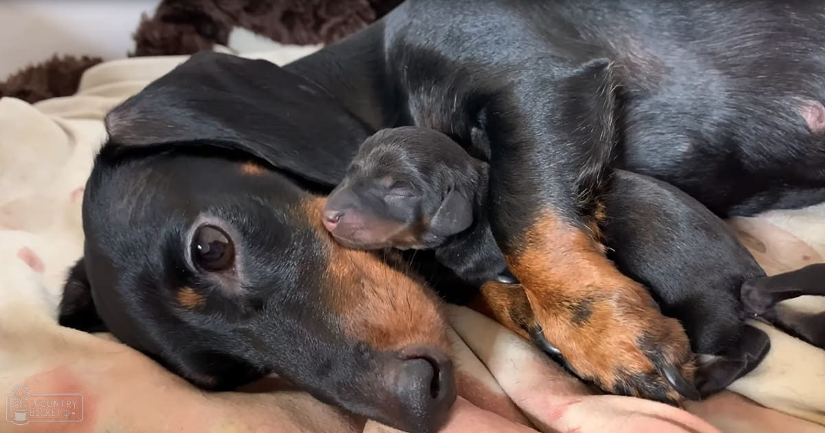 A black and tan adult Dachshund lies with several dark-colored puppies resting against her on a soft indoor surface.