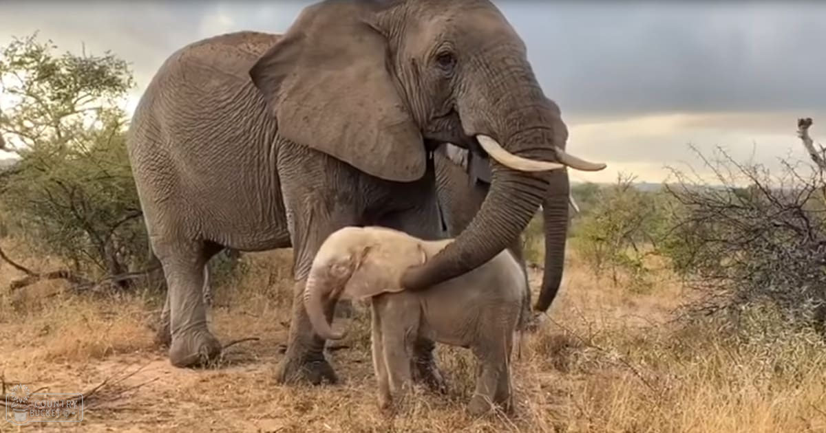 An adult female African elephant with a juvenile on its trunk in a savanna landscape under an overcast sky during late afternoon or early evening.