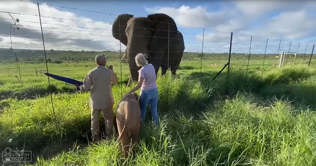 An adult African elephant in a grassy field enclosed by barbed wire fencing, with visitors observing it under partly cloudy skies.