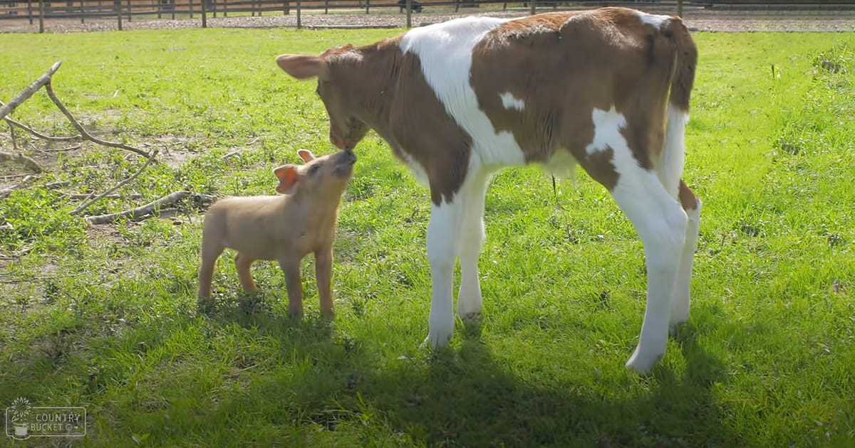 Holstein calf with brown and white markings, juvenile domestic piglet in a grassy outdoor setting with fence and scattered branches. Spring or summer daytime scene.