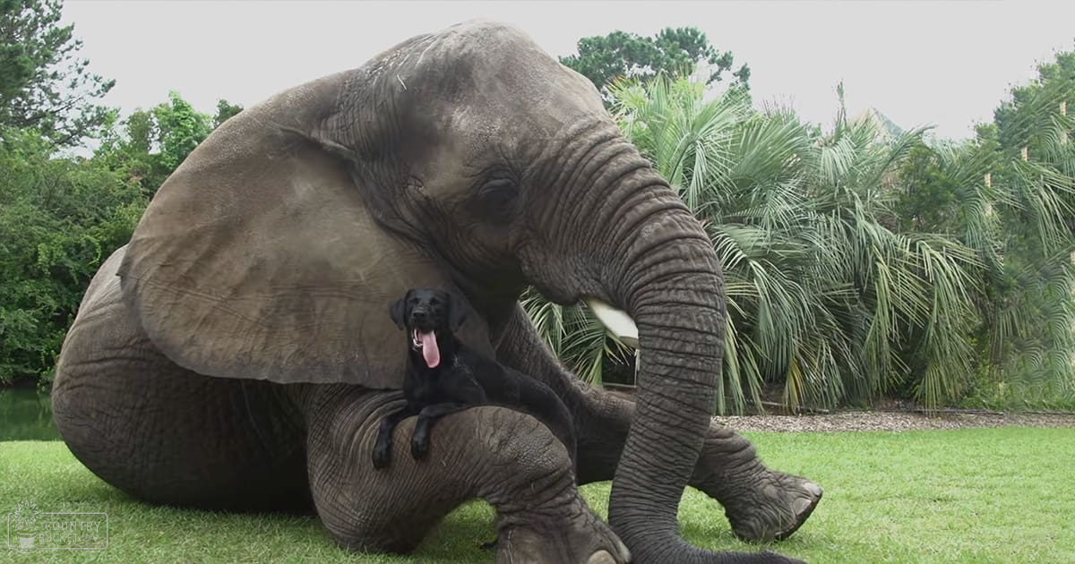 An adult elephant with large ears and wrinkled skin lying on grass in a zoo or wildlife sanctuary; a black Labrador Retriever dog resting atop its back, surrounded by palm trees suggesting a warm climate.