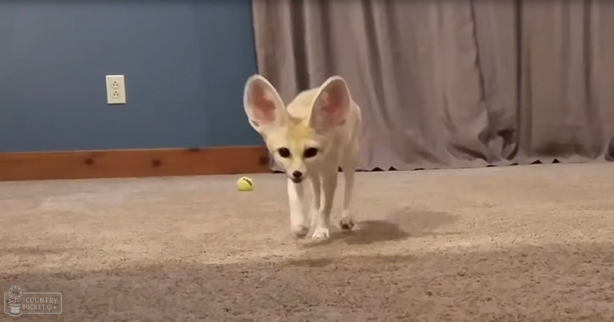 A Fennec fox with large ears and white coat, indoors in a living room setting with artificial lighting.