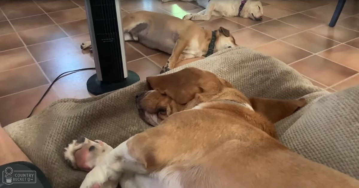 A light brown beagle with white markings, resting alongside another similar breed or mixed-breed dog on a tiled floor in an indoor setting.