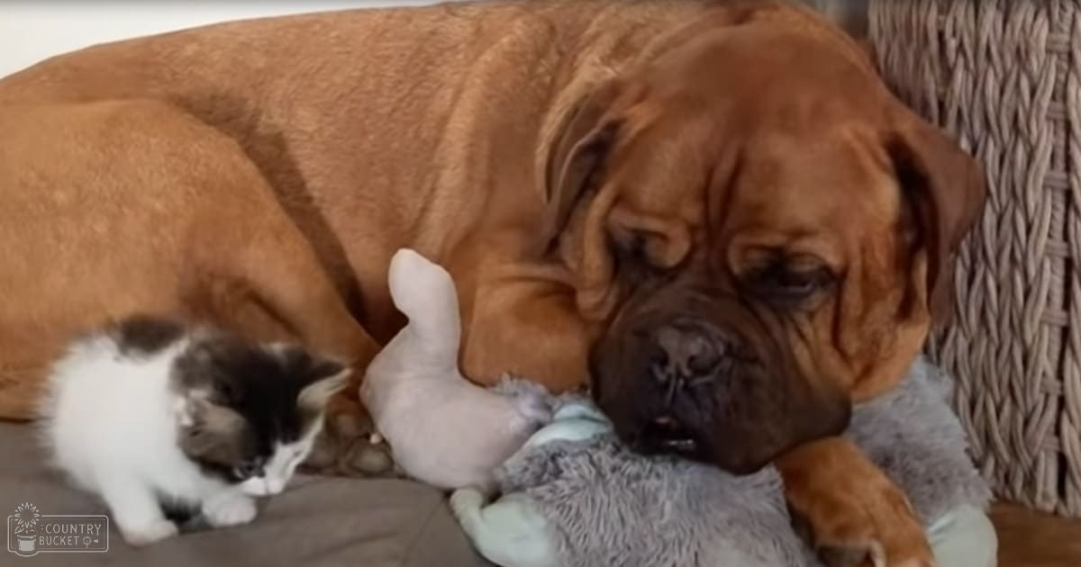 A large brown dog with a wrinkled face and a small black-and-white kitten resting on light-colored fabric in an indoor setting, softly lit by natural daylight.