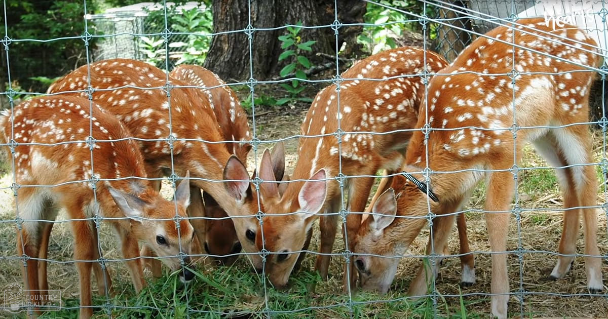 Young deer with reddish-brown coats marked by white spots in an outdoor enclosure surrounded by trees and lush greenery.