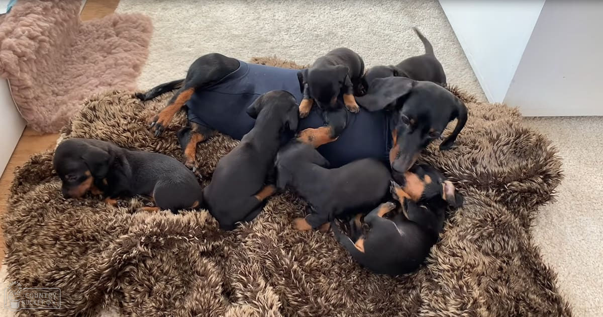 A group of Doberman Pinscher puppies with black coat and tan markings indoors under a fluffy rug in natural daylight.