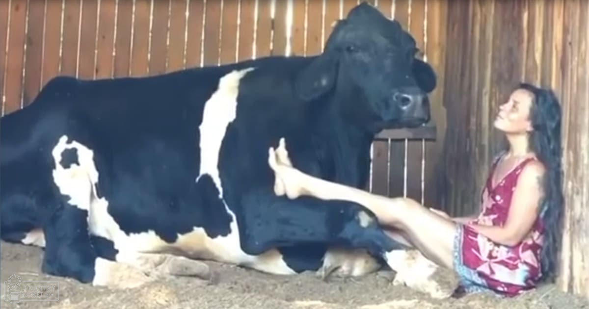 A Holstein cow in a barn setting with wooden walls and a dirt floor, wearing a red floral-patterned dress.