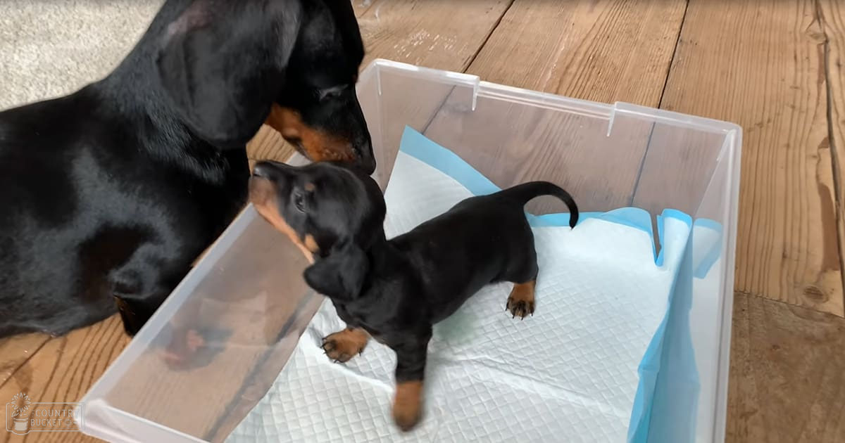 A small black and tan puppy stands in a clear plastic container with white and blue lining on an indoor wooden floor.