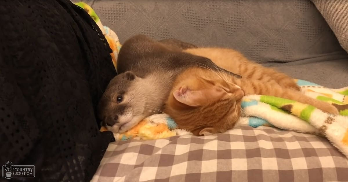 An adult tabby cat with orange fur and white markings rests alongside a relaxed otter on a checkered gray-and-white couch in an indoor living room setting at evening or night.