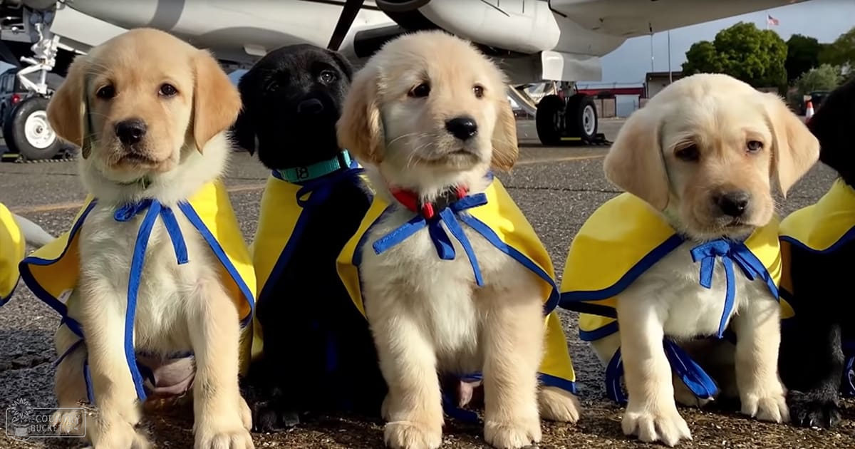 A group of young golden retriever puppies wearing jackets on an airport tarmac, suggesting a spring or summer day at late afternoon.