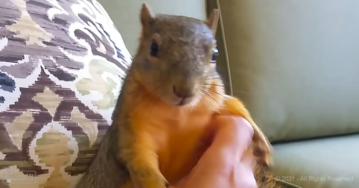 An adult squirrel with brown fur and a bushy tail inside, near patterned dark brown, light brown, and white fabric in an indoor setting.