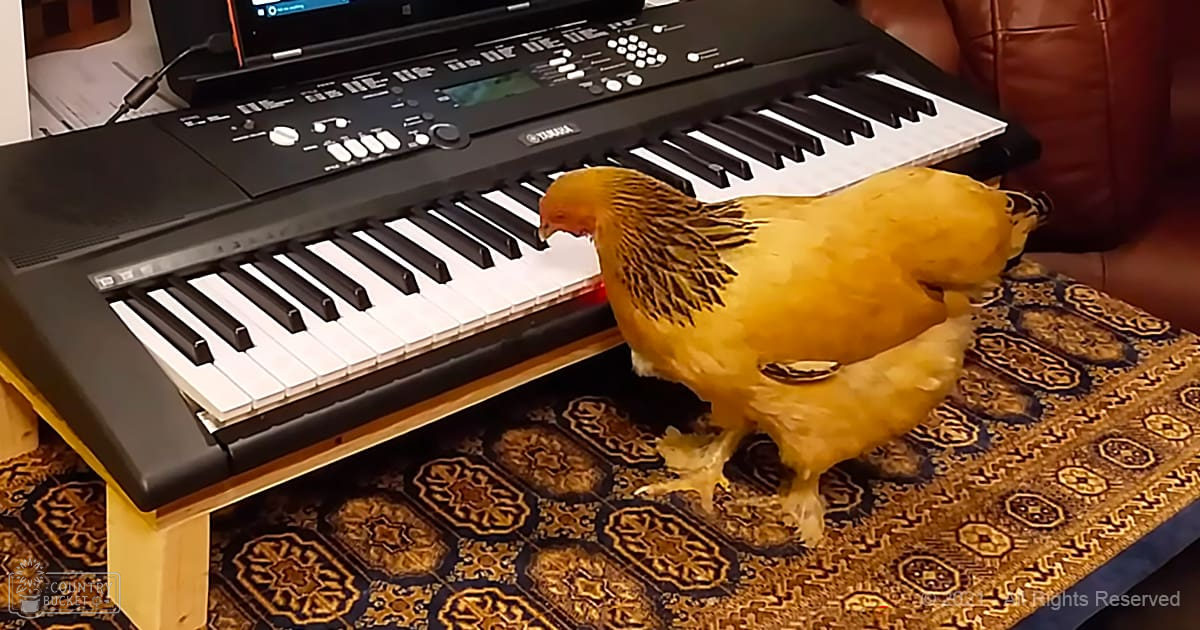 A golden-feathered chicken with black neck markings stands near a Yamaha keyboard indoors.